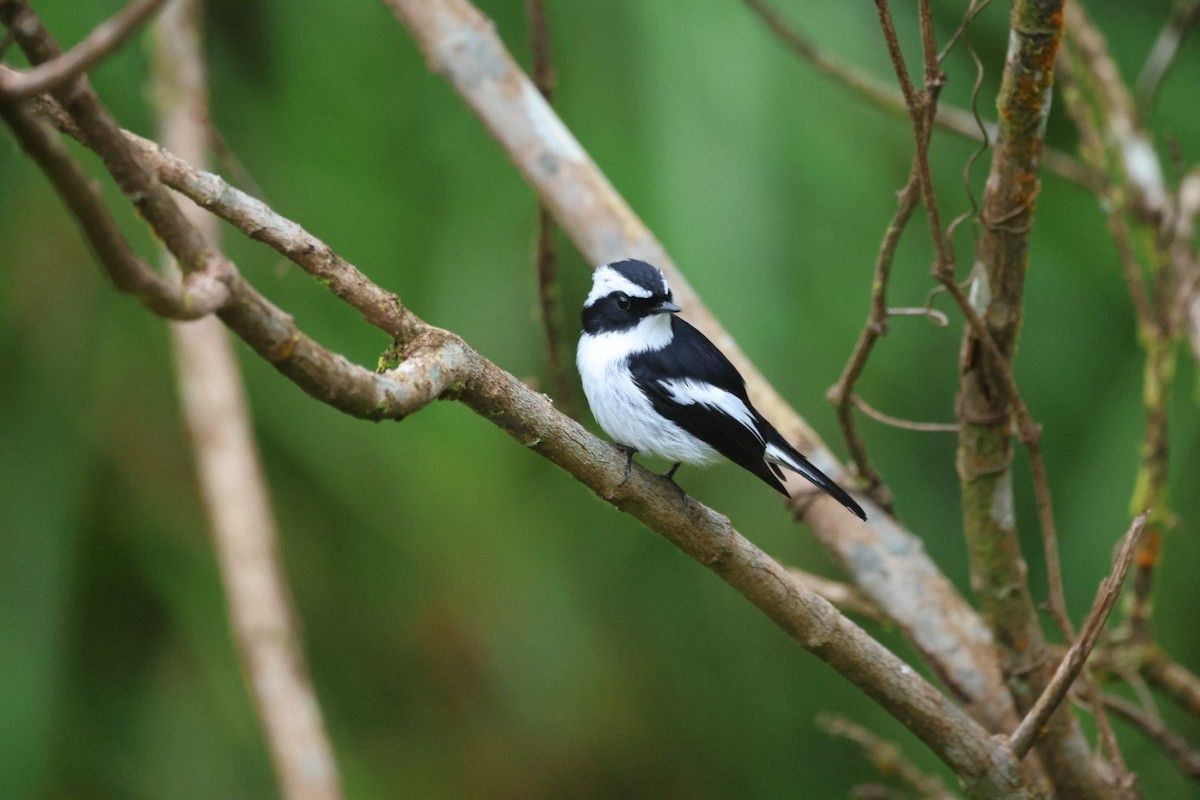 Little Pied Flycatcher - ML645703221