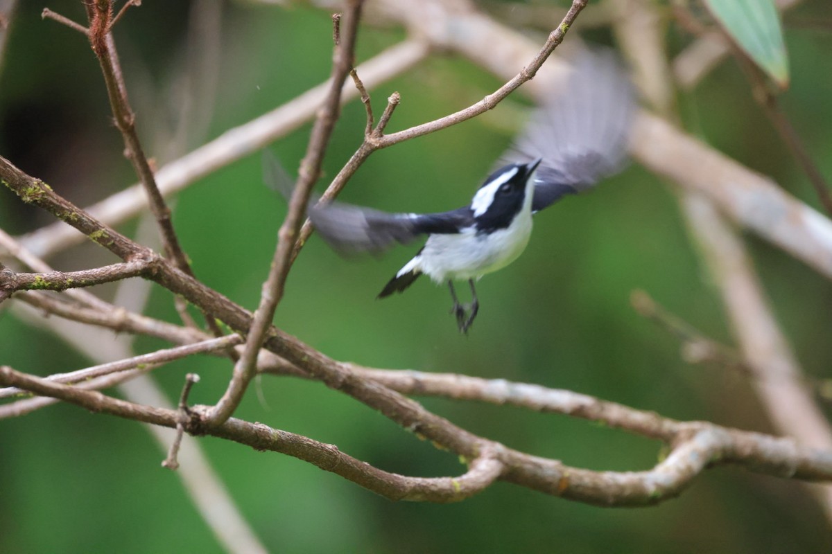 Little Pied Flycatcher - ML645703222