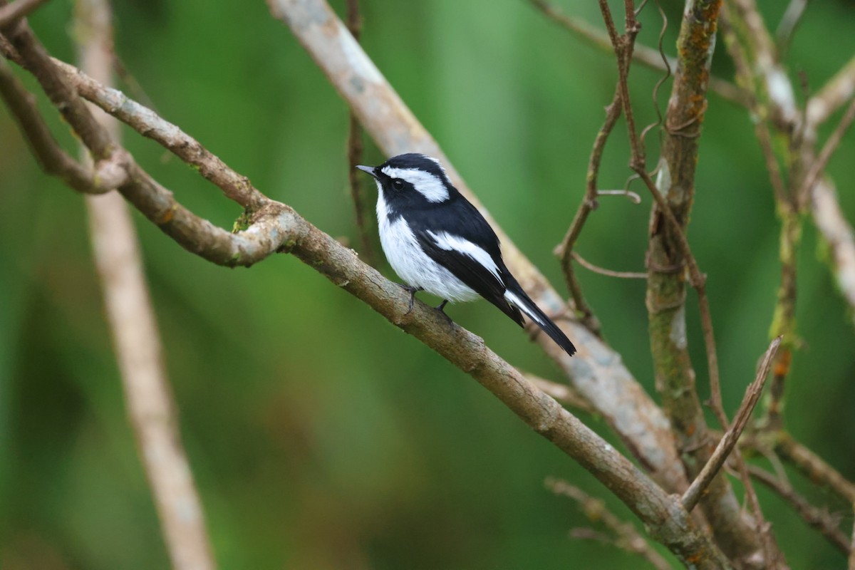 Little Pied Flycatcher - ML645703223