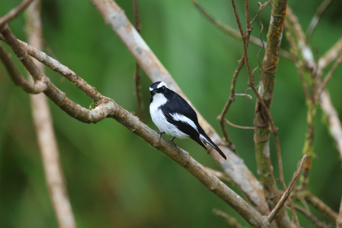 Little Pied Flycatcher - ML645703224