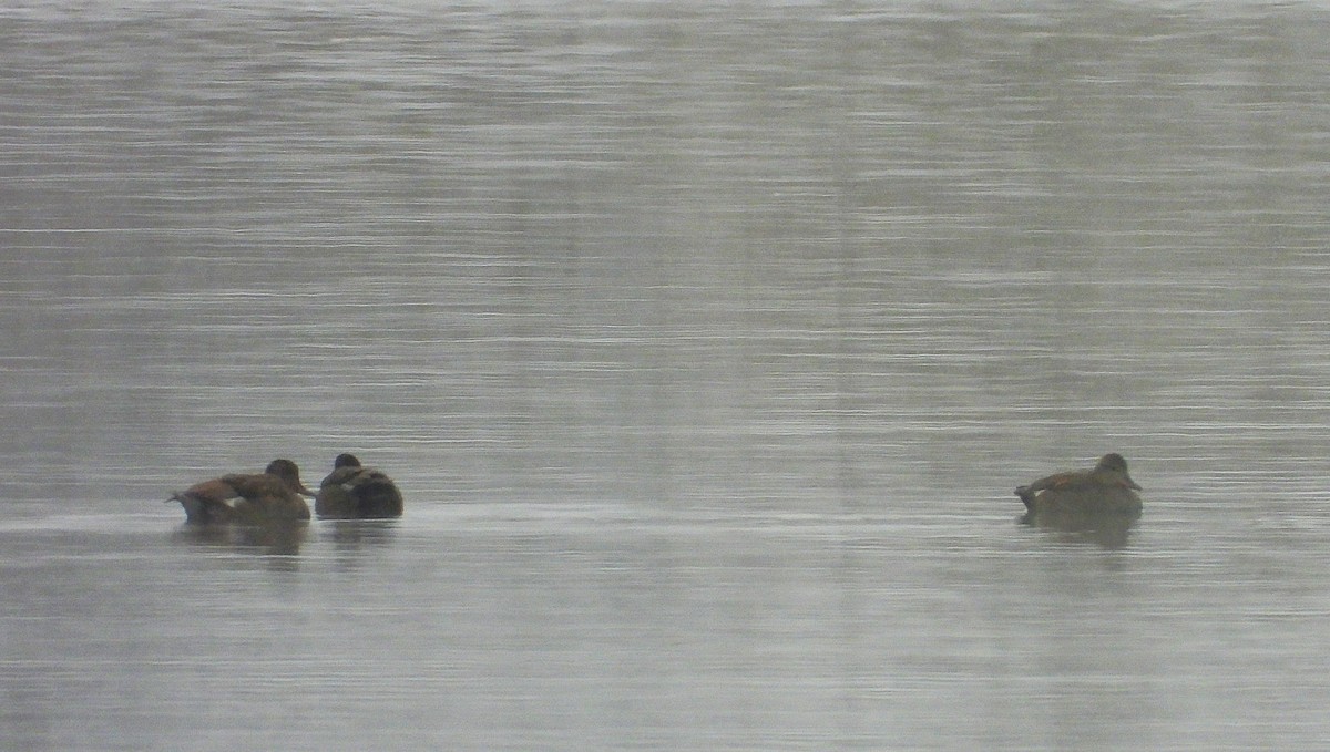 Canapiglia - ML645703226