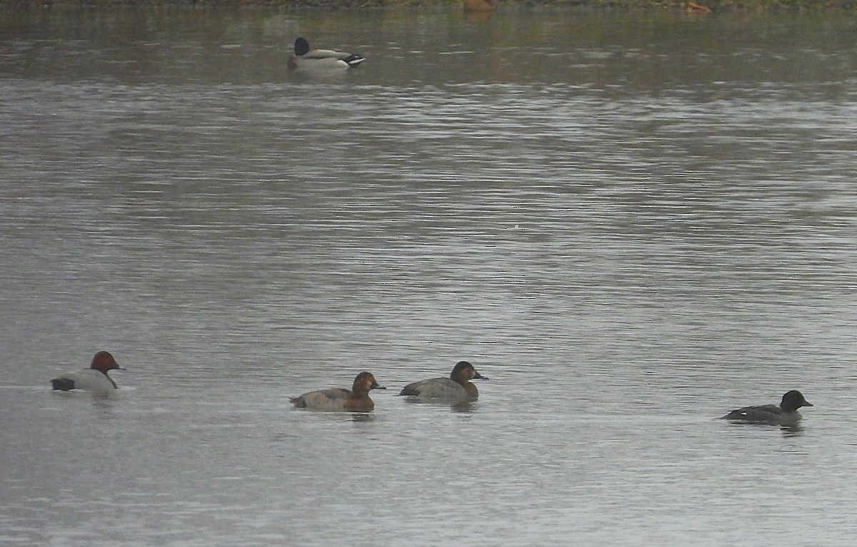 Moriglione - ML645703229