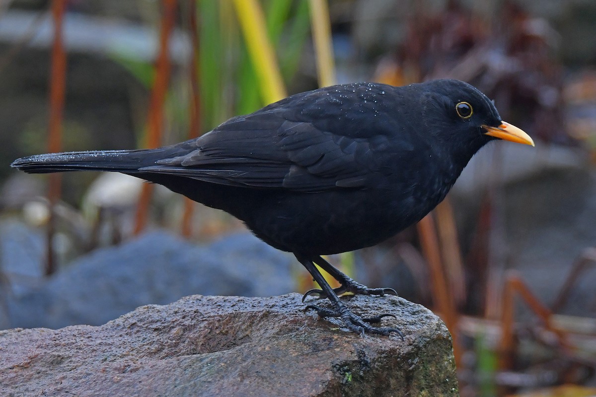 Eurasian Blackbird - ML645703234