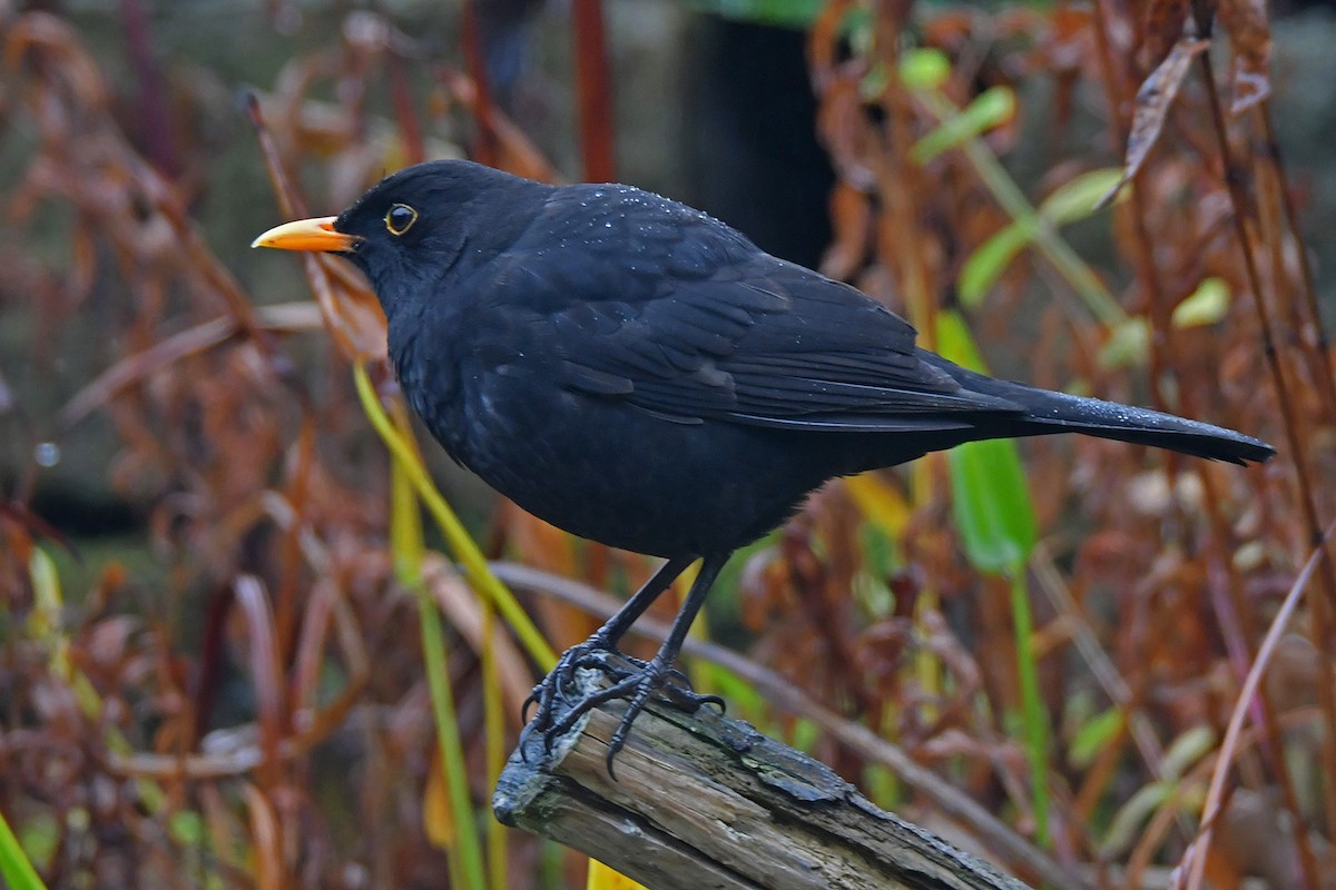 Eurasian Blackbird - ML645703235