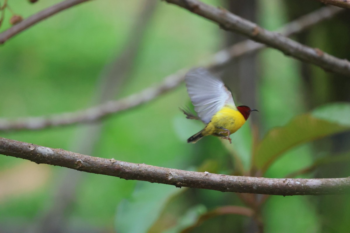 Mrs. Gould's Sunbird - ML645703236