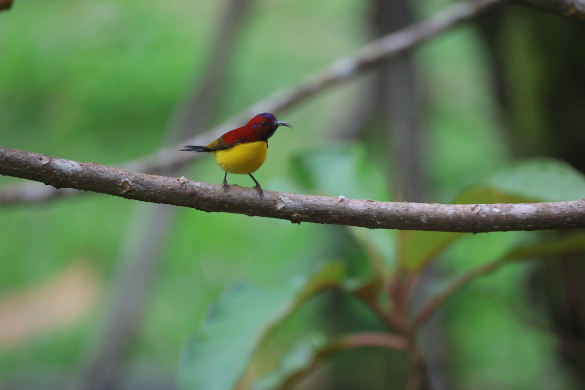 Mrs. Gould's Sunbird - ML645703237