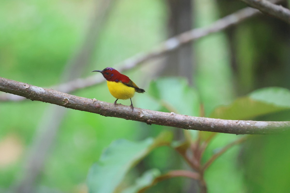 Mrs. Gould's Sunbird - ML645703238