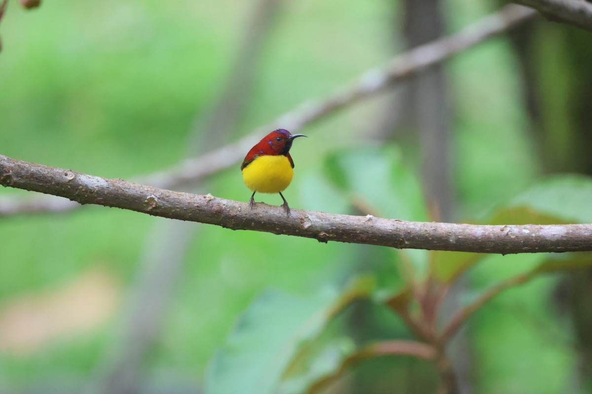 Mrs. Gould's Sunbird - ML645703239