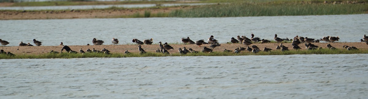 Eurasian Wigeon - ML645703240