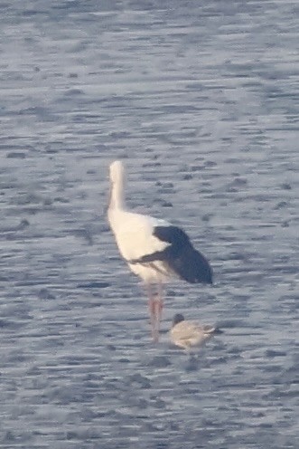 svartnebbstork - ML645703244