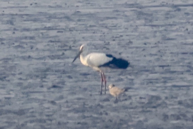 svartnebbstork - ML645703245