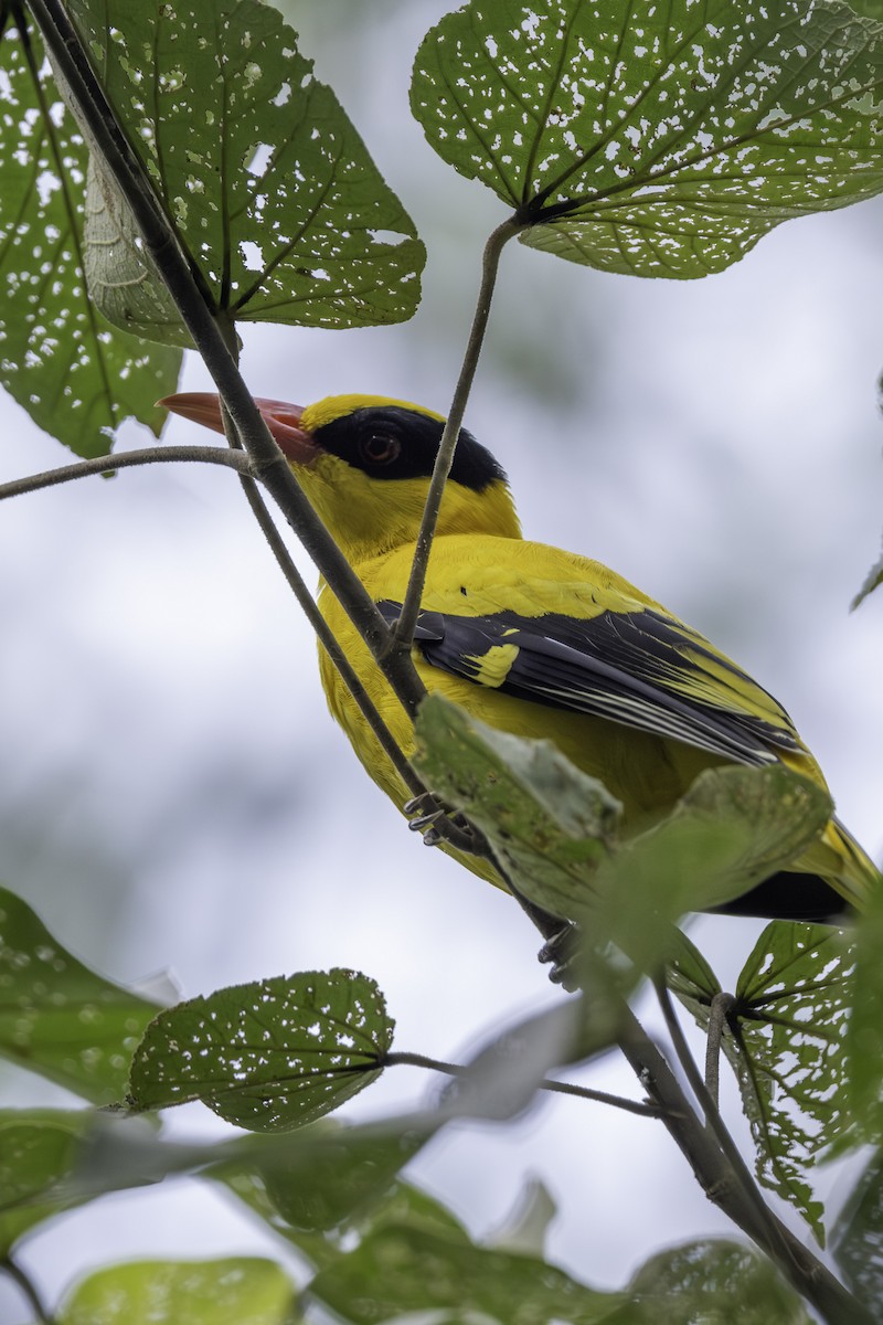 Black-naped Oriole - ML645703246