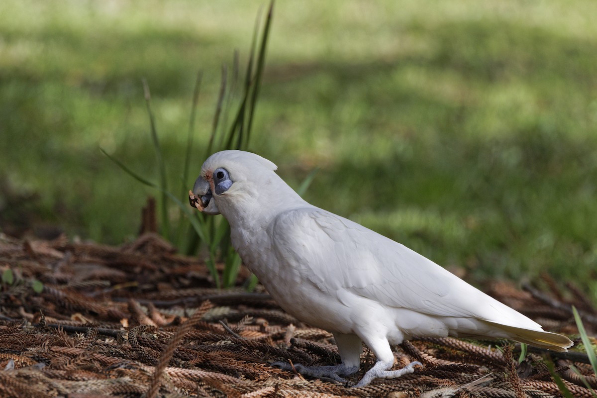 Little Corella - ML645703247