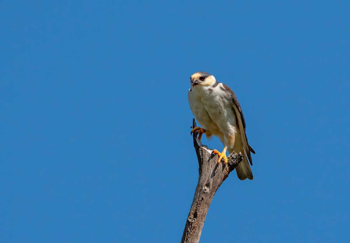 Pearl Kite - ML645703252