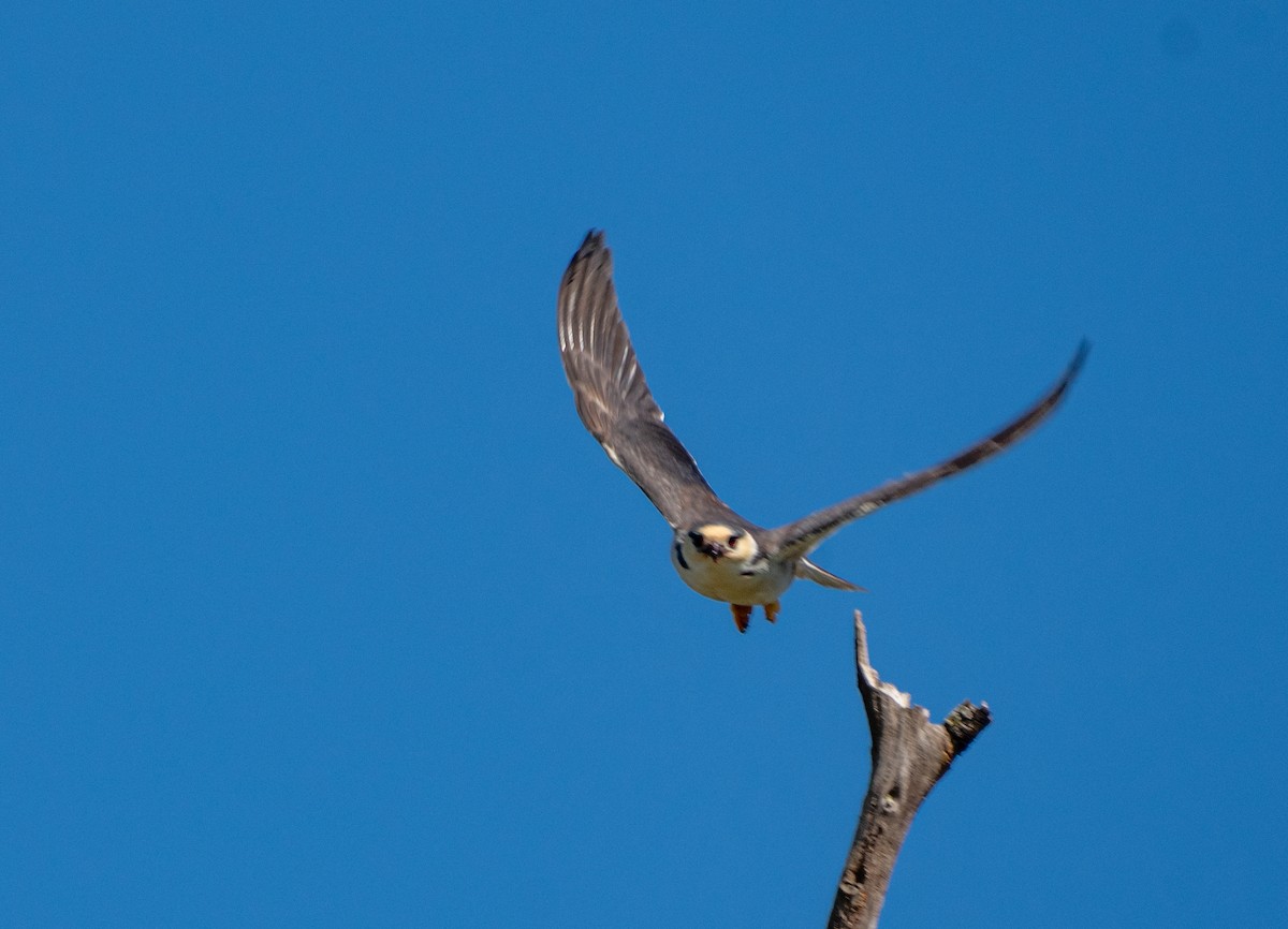 Pearl Kite - ML645703254