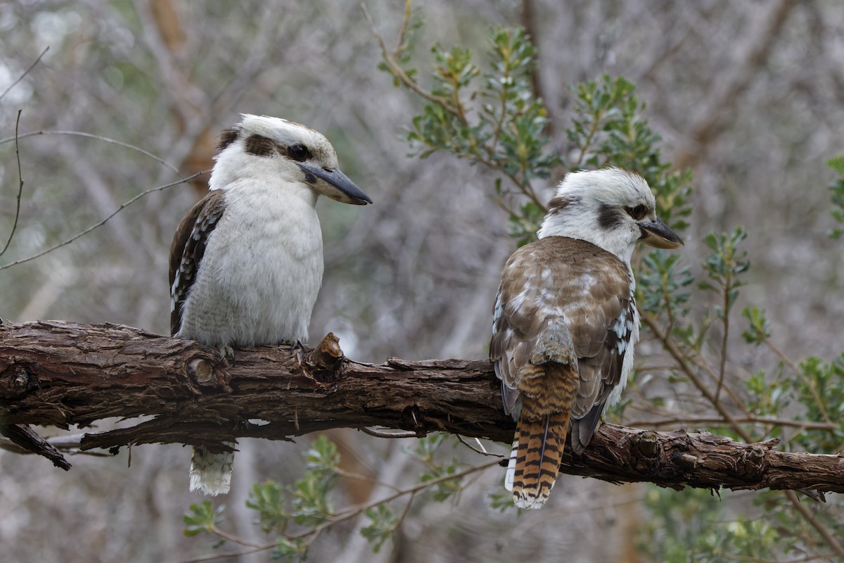 Laughing Kookaburra - ML645703255