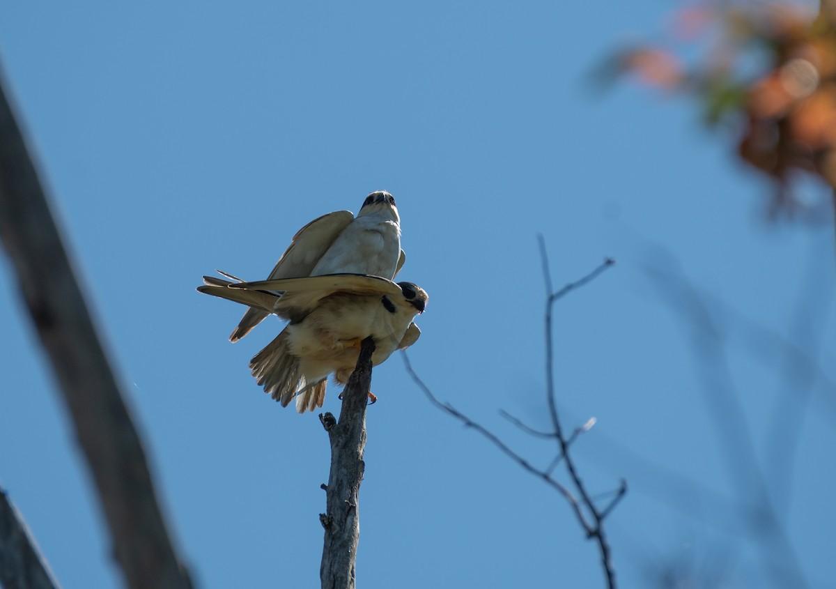 Pearl Kite - ML645703256