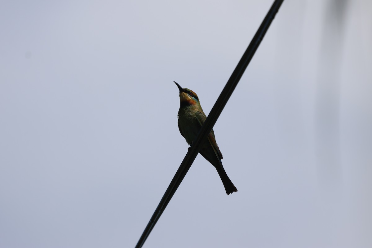 ハチクイ - ML645703258