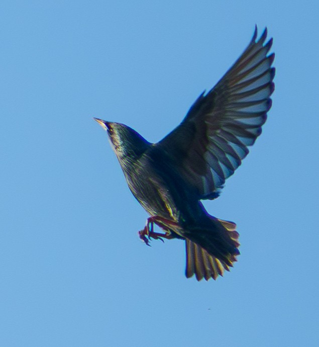 זרזיר שחור - ML645703259