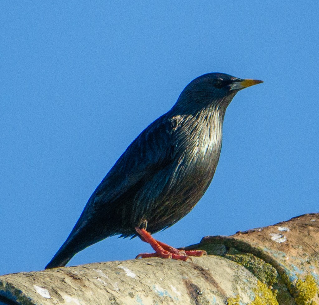 זרזיר שחור - ML645703260