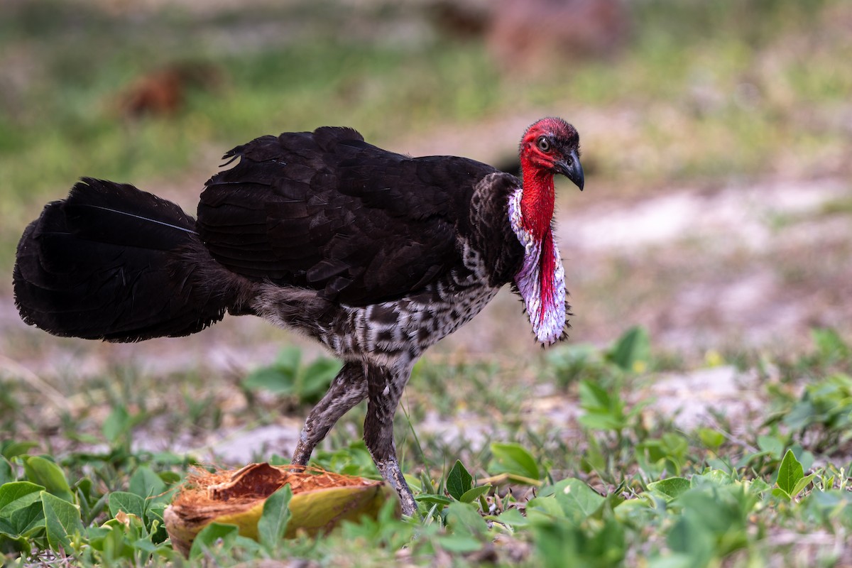 ヤブツカツクリ - ML645703268