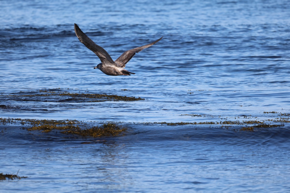 アメリカセグロカモメ - ML645703270