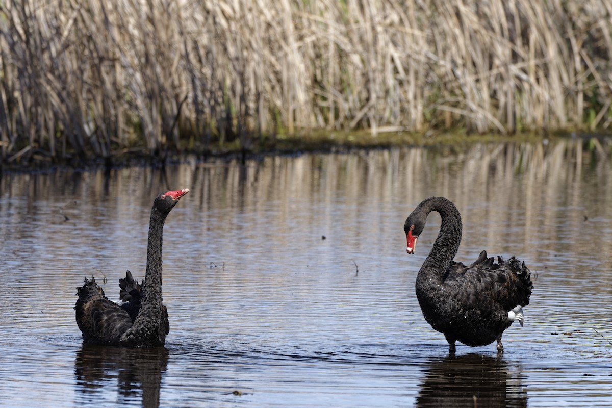 コクチョウ - ML645703273