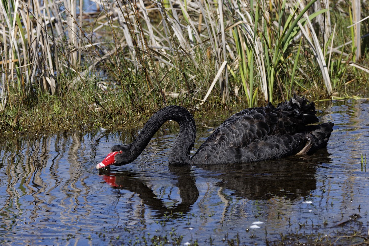 コクチョウ - ML645703274