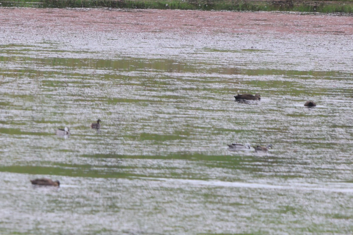 ナンキンオシ - ML645703275