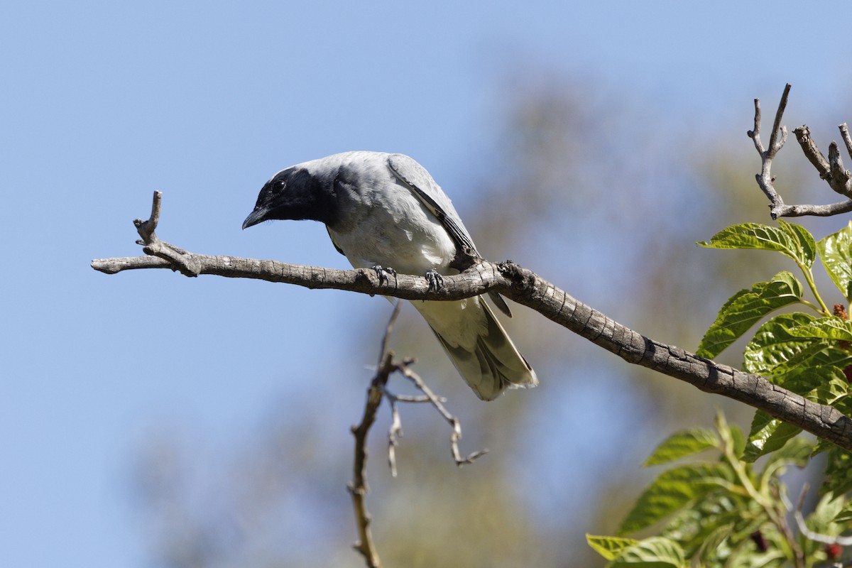 オーストラリアオニサンショウクイ - ML645703278