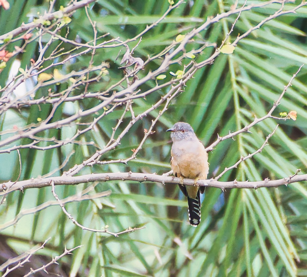 Plaintive Cuckoo - ML645703281