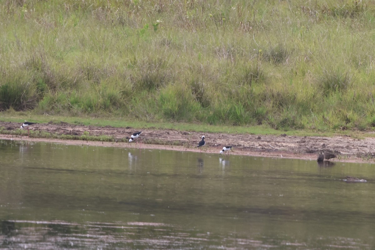 オーストラリアセイタカシギ - ML645703282