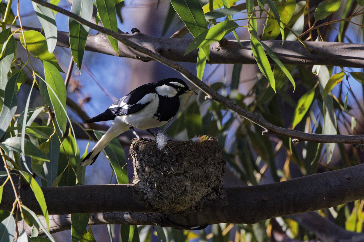 ツチスドリ - ML645703283