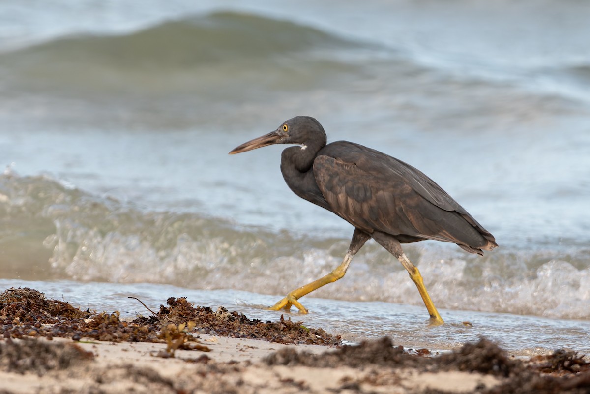 クロサギ - ML645703284