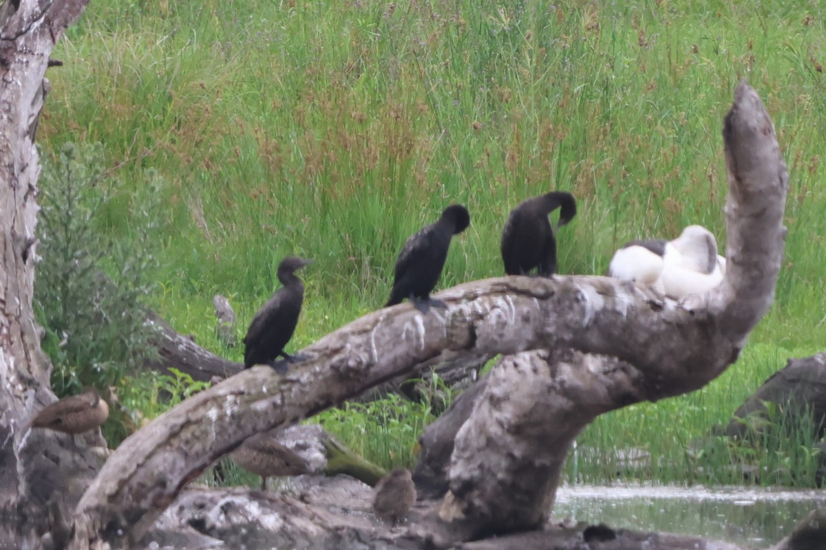 ミナミクロヒメウ - ML645703286