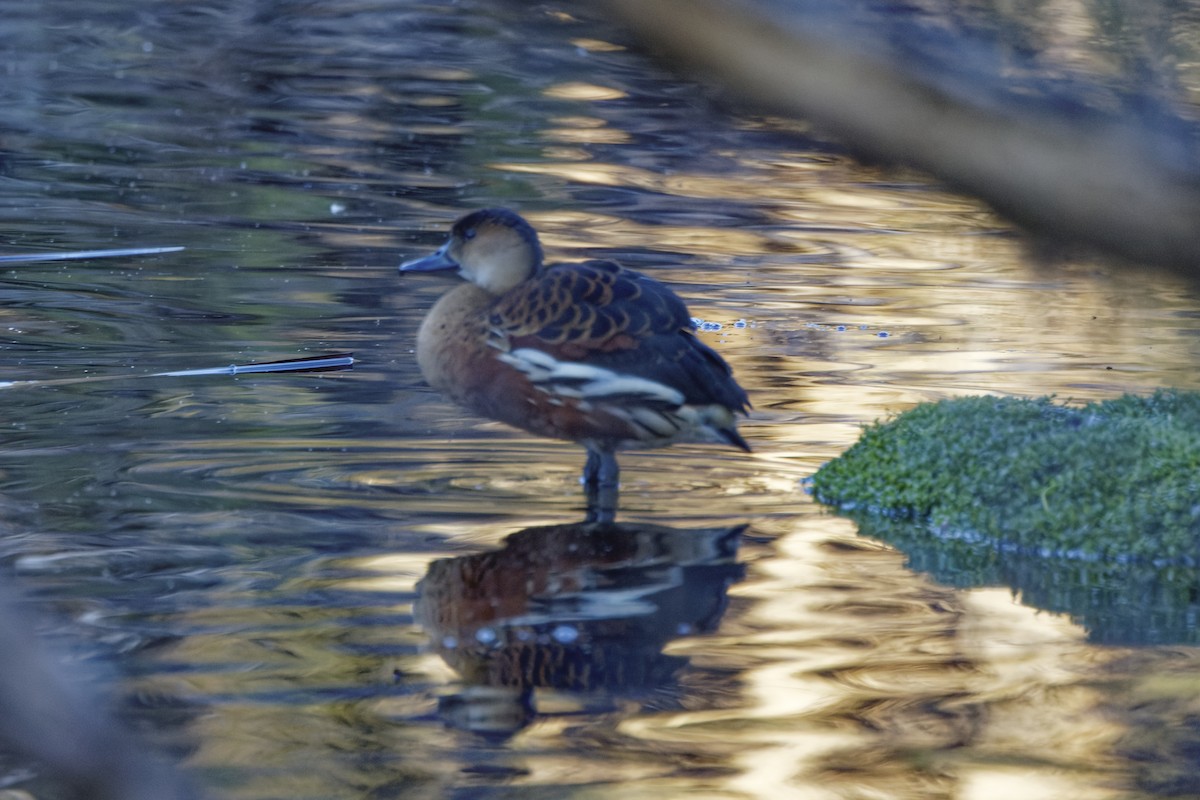 オオリュウキュウガモ - ML645703287