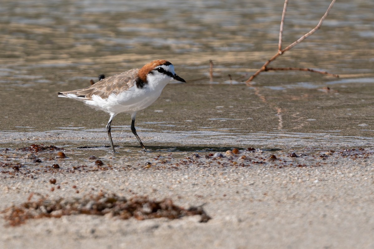 アカエリシロチドリ - ML645703288