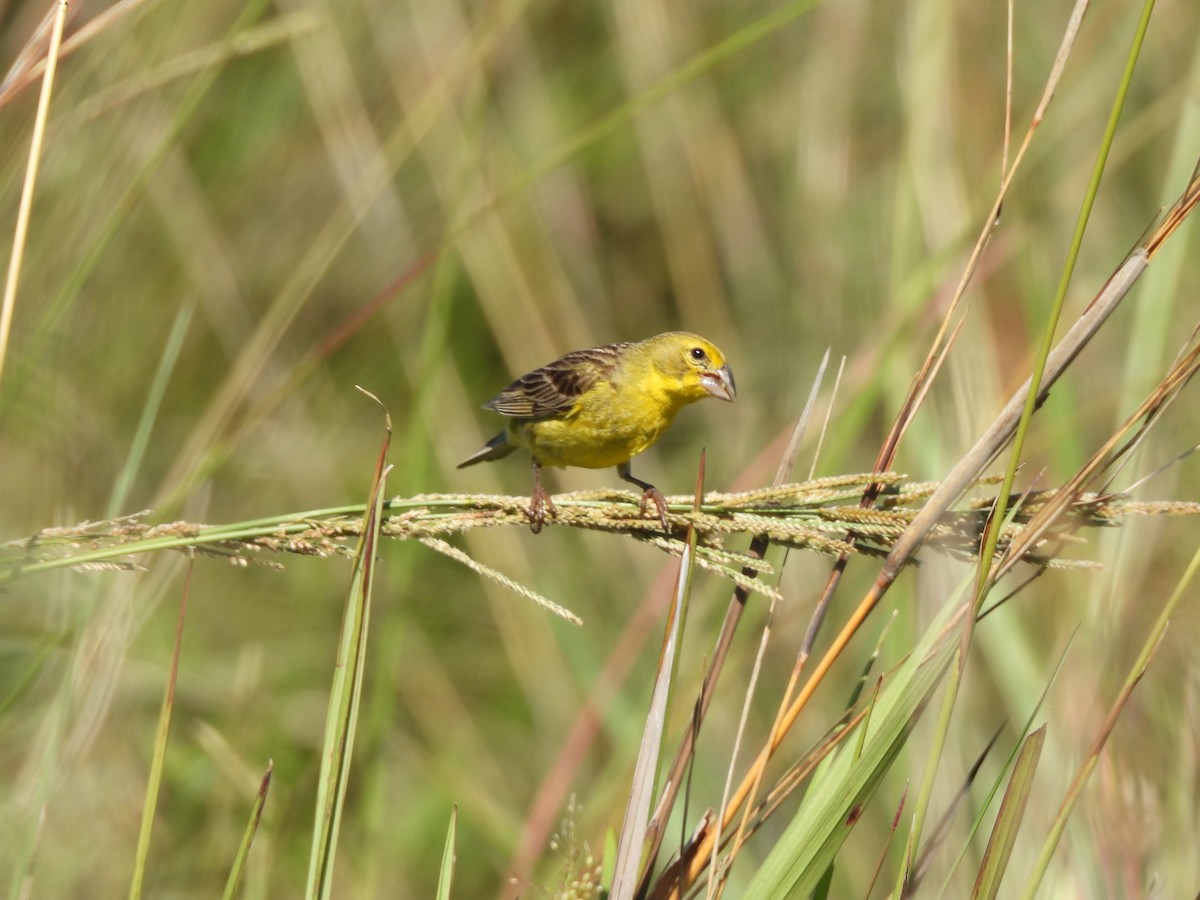 セスジキンノジコ - ML645703290