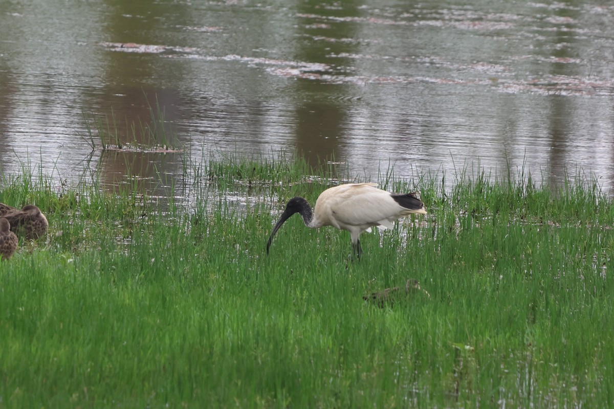 オーストラリアクロトキ - ML645703291