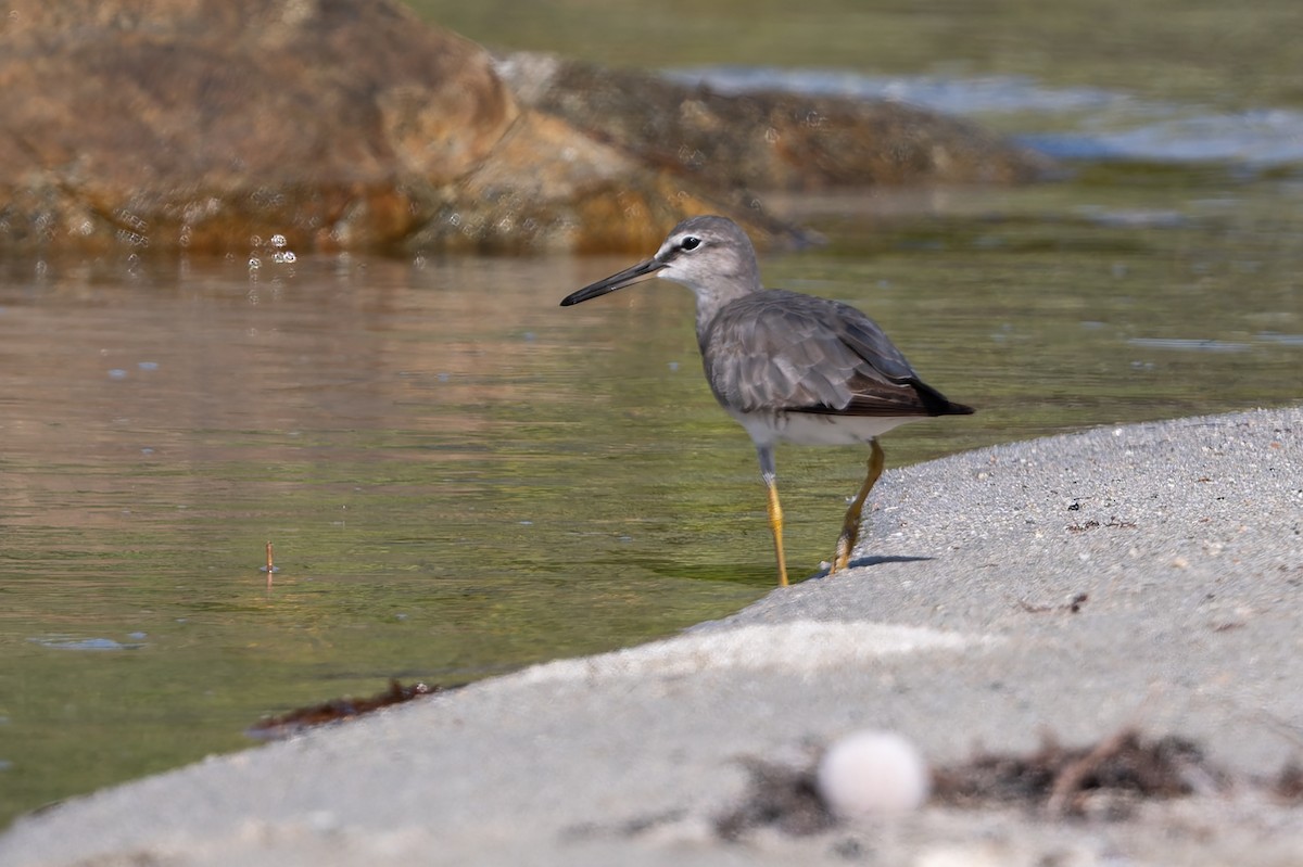 キアシシギ - ML645703292