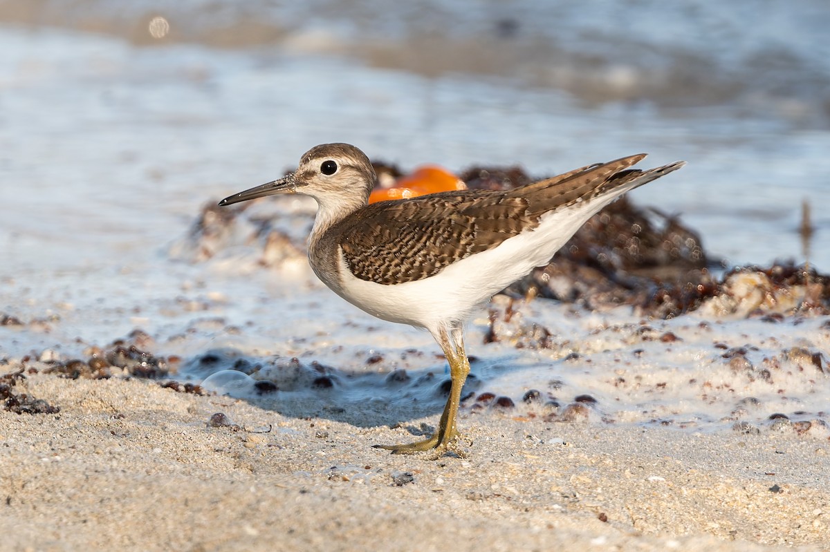 イソシギ - ML645703295