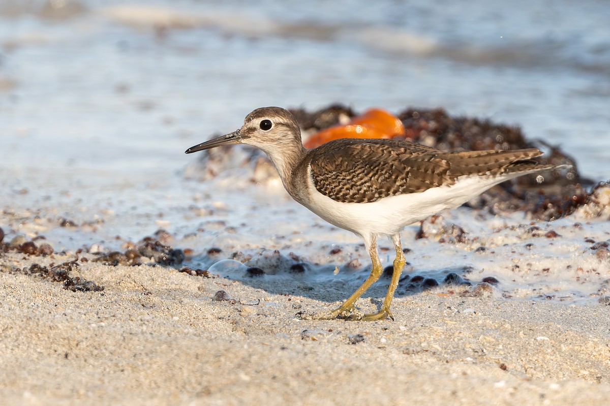 イソシギ - ML645703296