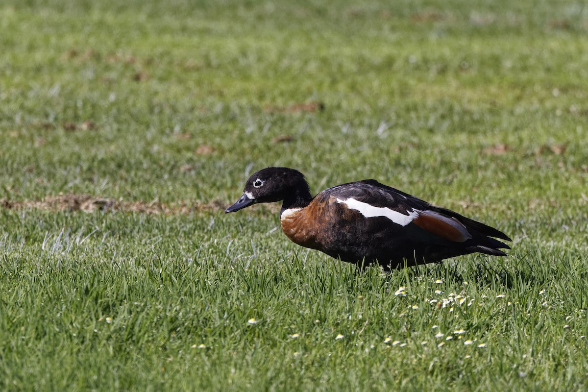 クビワアカツクシガモ - ML645703298