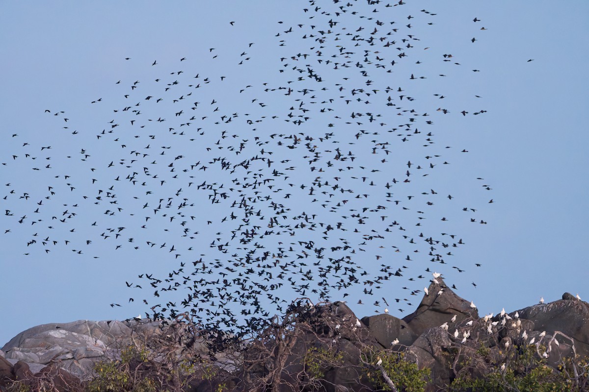 オナガテリカラスモドキ - ML645703300
