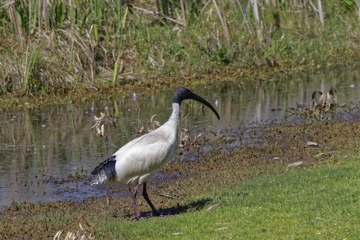 オーストラリアクロトキ - ML645703301