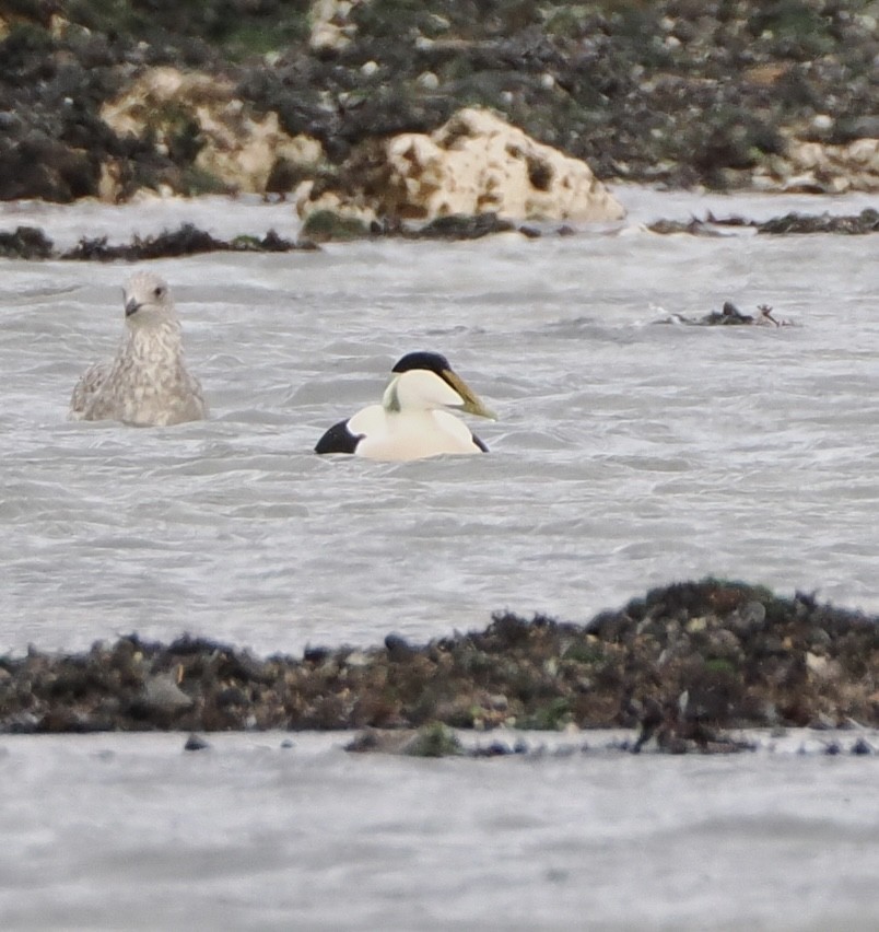 ホンケワタガモ - ML645703302