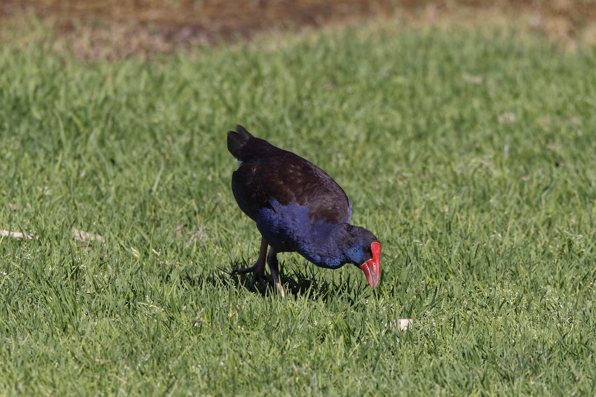 オーストラリアセイケイ - ML645703303