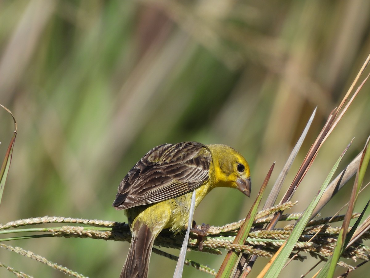 Grassland Yellow-Finch - ML645703307