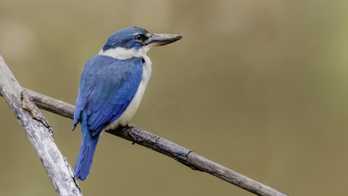 Collared Kingfisher - ML645703308