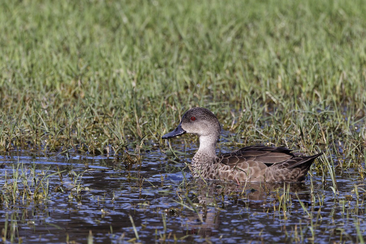 Gray Teal - ML645703311